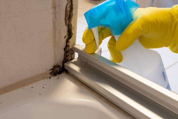 Professional Mold Removal in Gurdon, AR