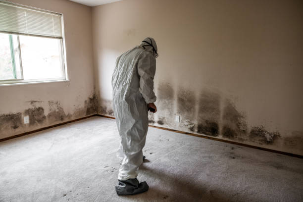 Best Office Mold Removal Services  in Gurdon, AR