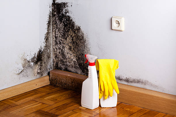 Best Mold Inspection  in Gurdon, AR